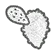 Opuntia